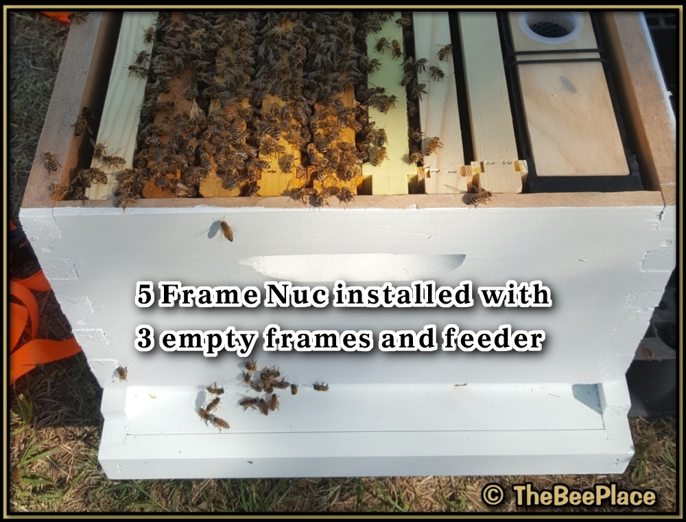 Apiary Starter Kits Image 4