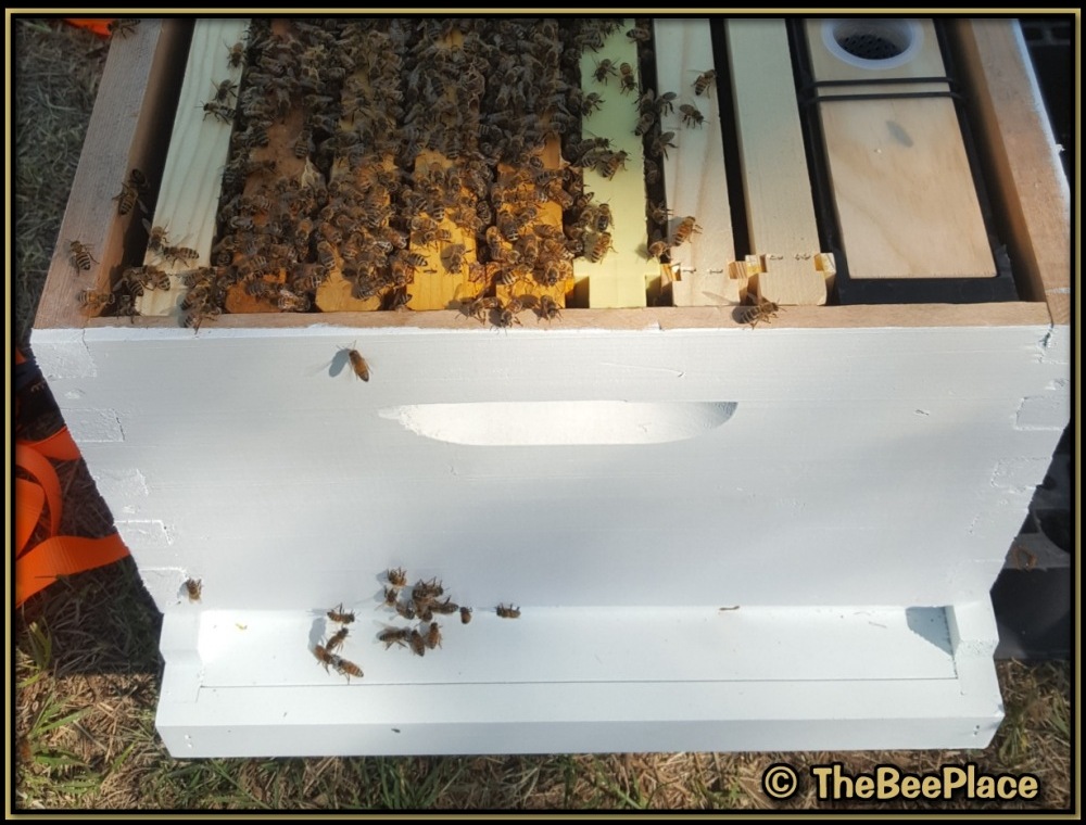 Double Deep Hives Image 4
