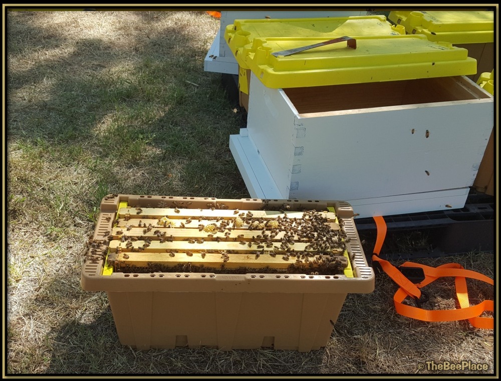 Nuc Of Bees Image 3