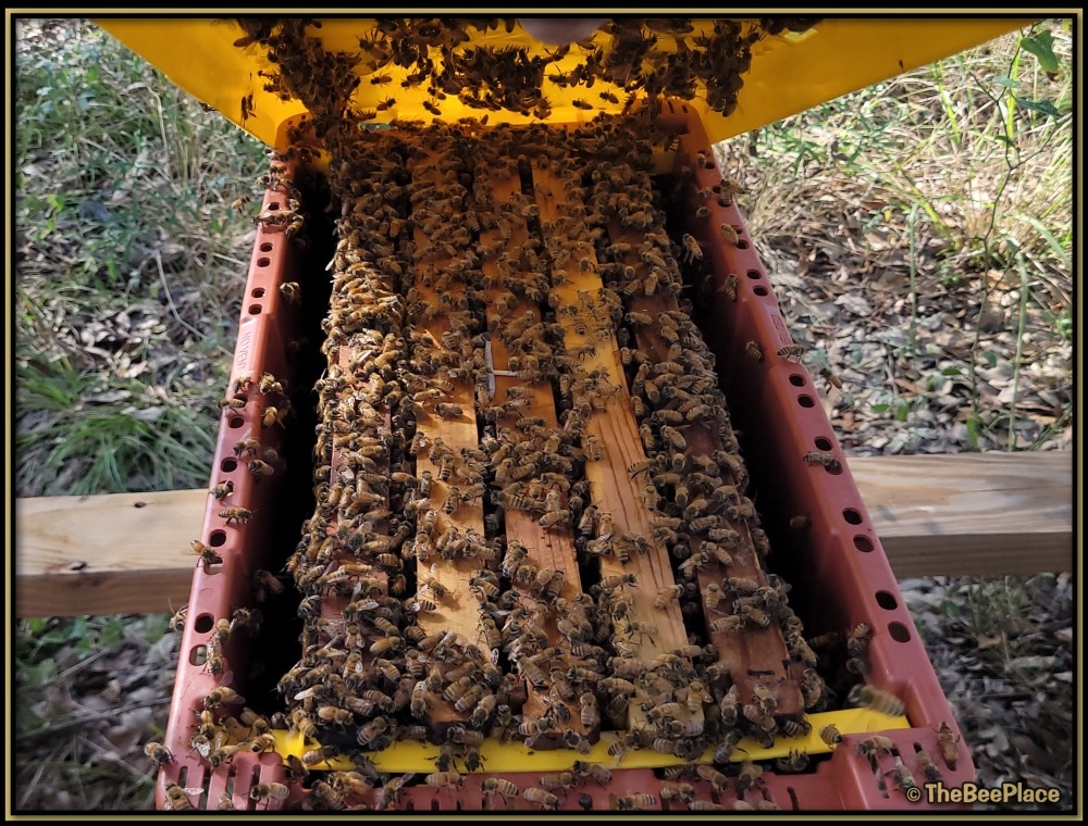 Nuc Of Bees Image 4