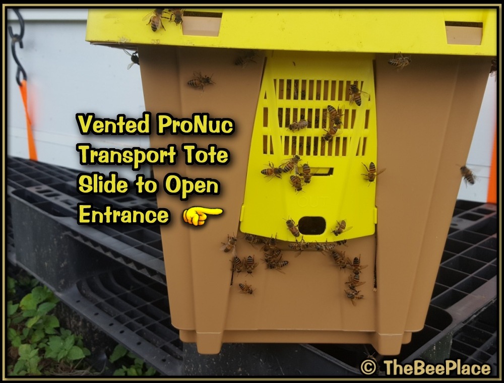 Nuc Of Bees Image 7