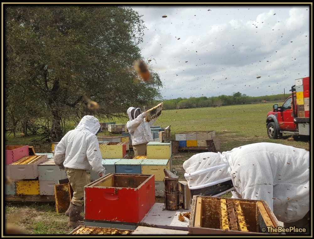 Nuc Of Bees Image 9
