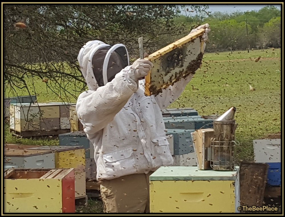 Nuc Of Bees Image 10