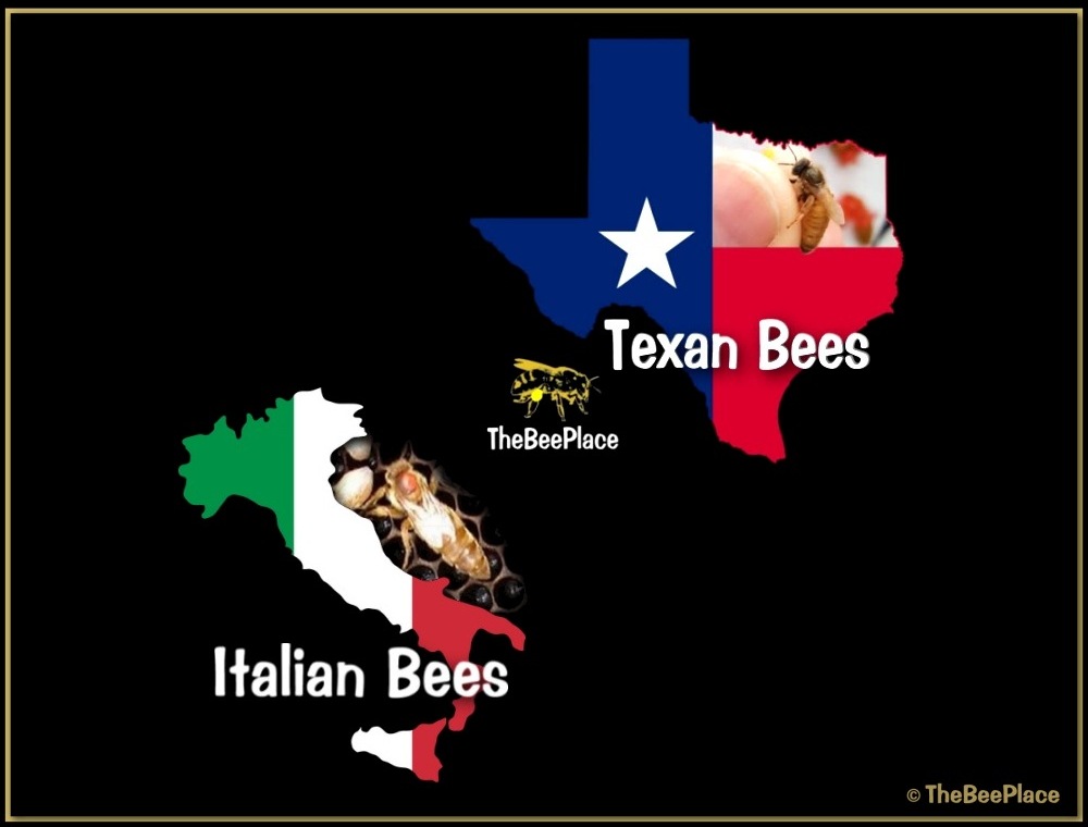 Nuc Of Bees Image 11