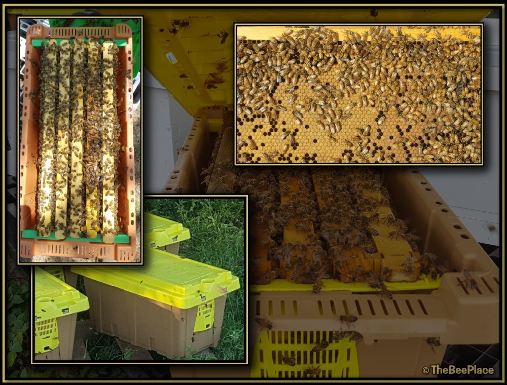 Nuc Of Bees Image 12