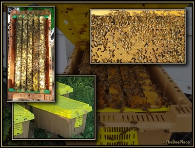 Nuc Of Bees Hero Image