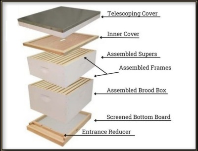 Order Bees And Hives