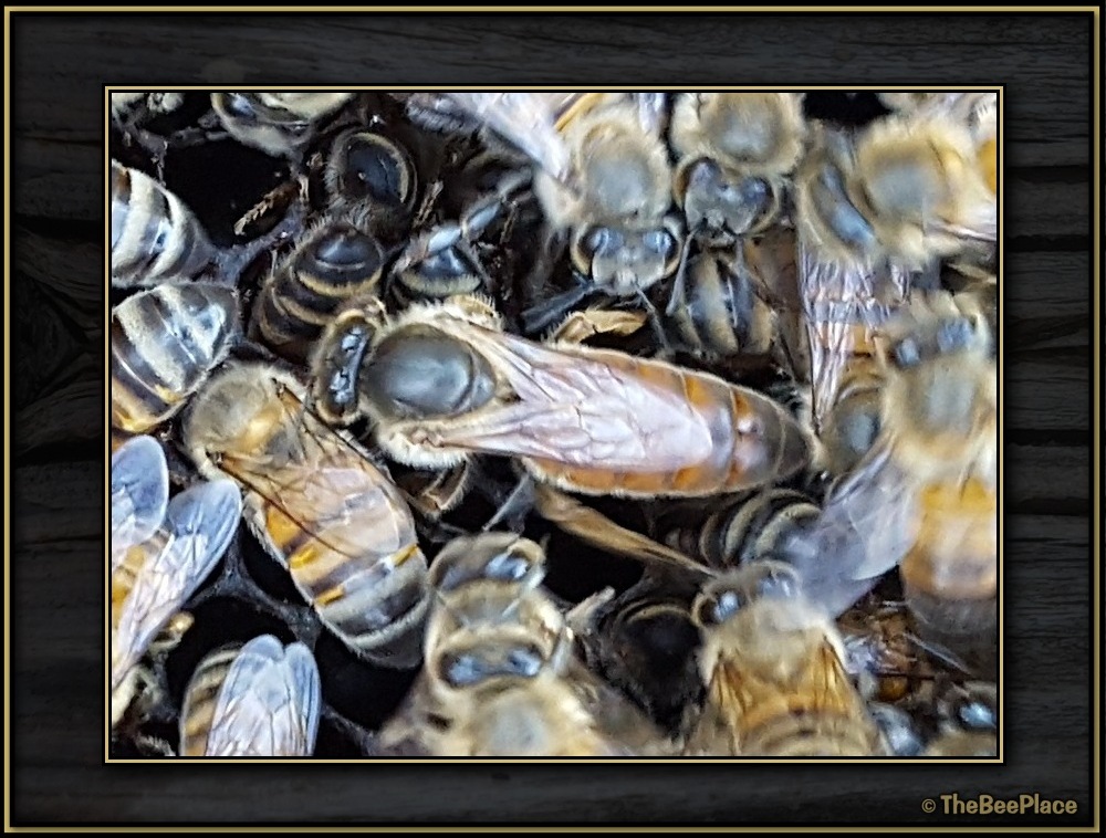 Queen Bees Image 1