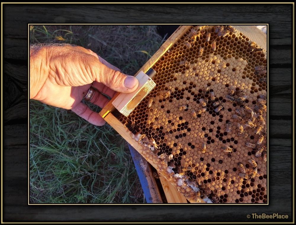 Queen Bees Image 3