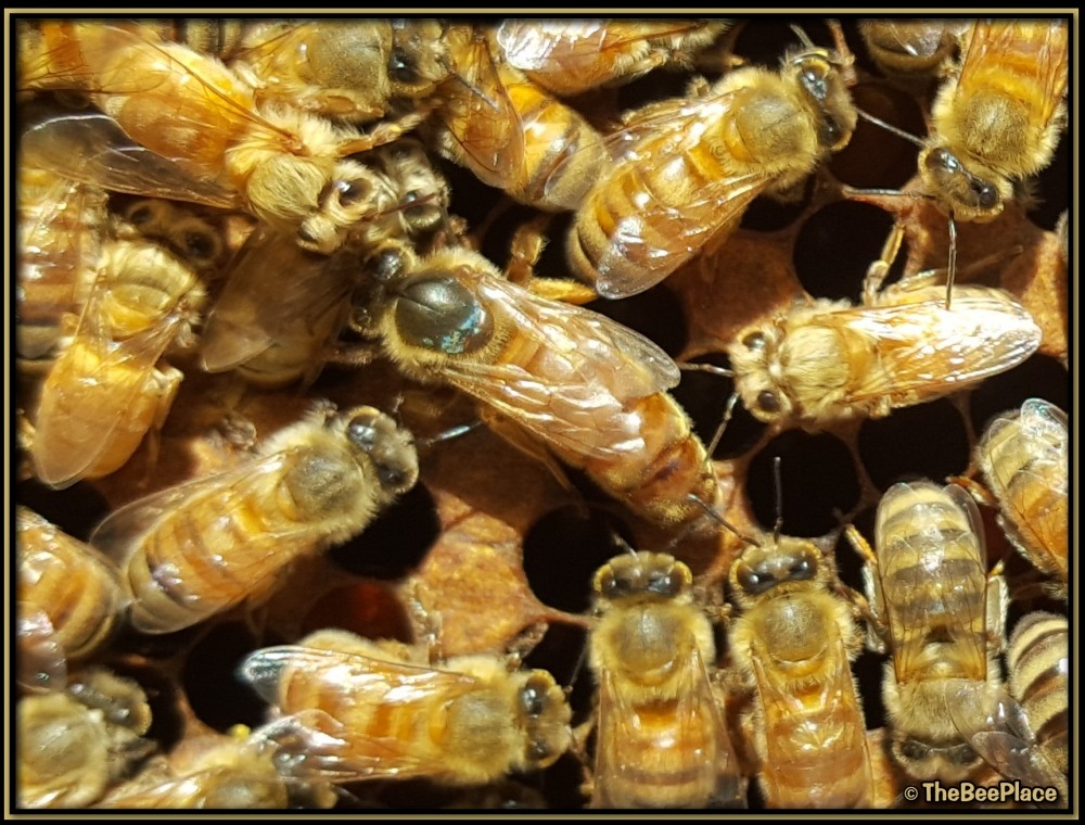 Queen Bees Image 5