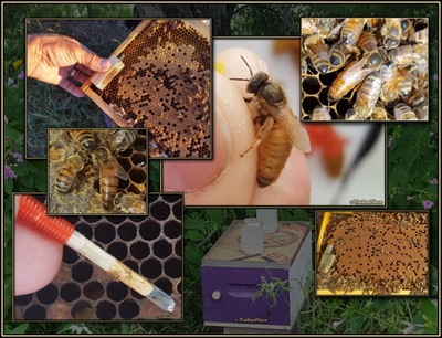 Queen Bees Hero Image