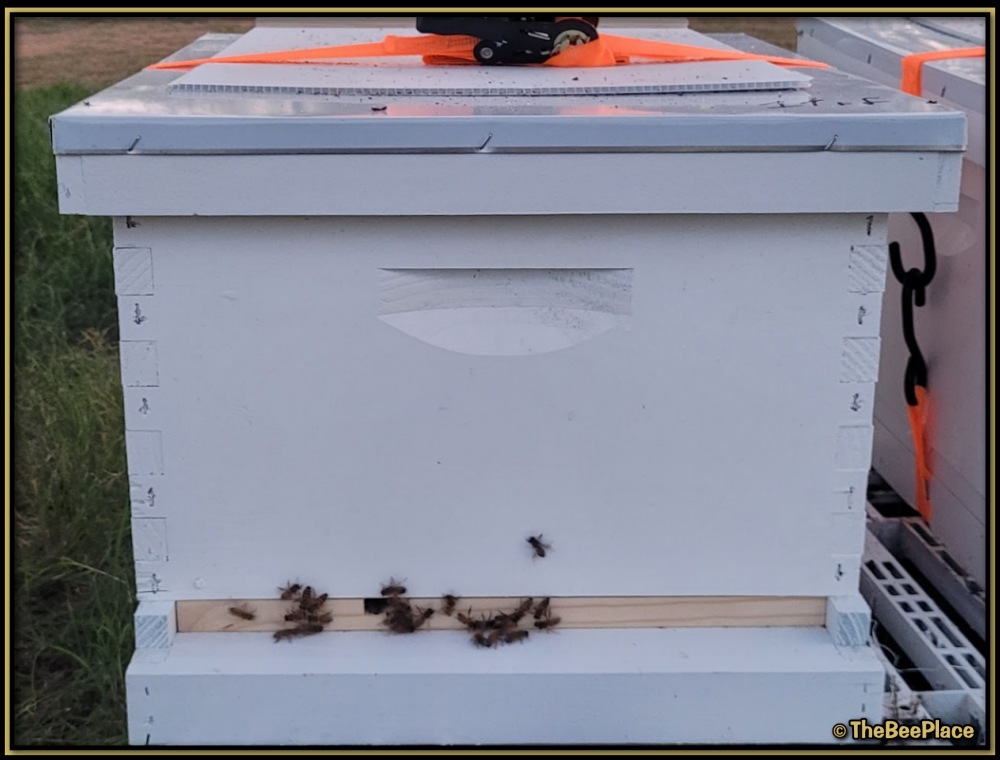 Single Deep Hives Image 9