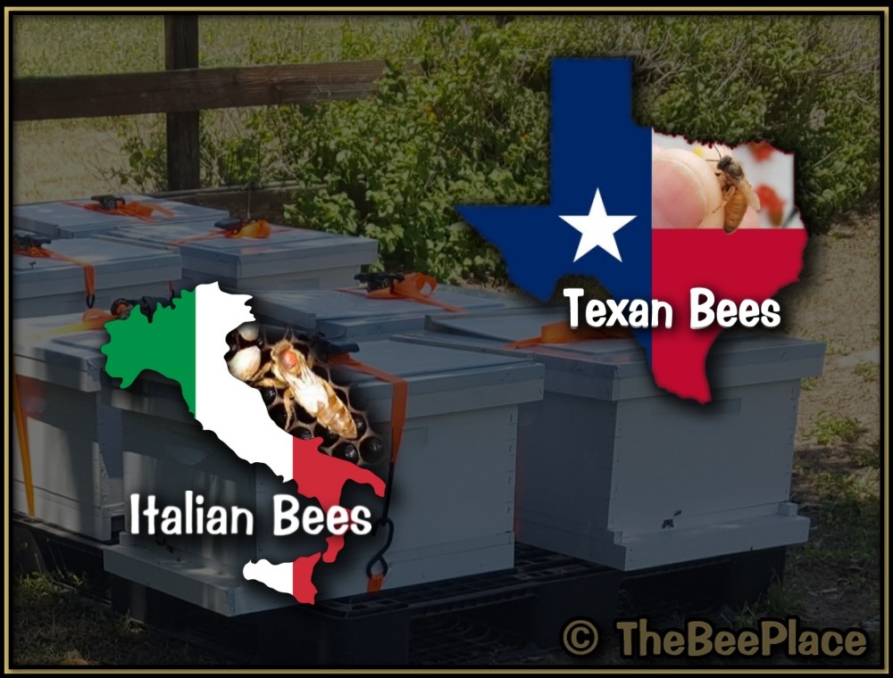 Single Deep Hives Image 10