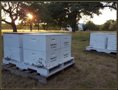 Tax Bees Starter Sets 01