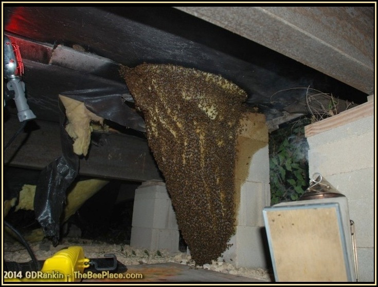 Large feral honey bee colony hidden beneath a structure