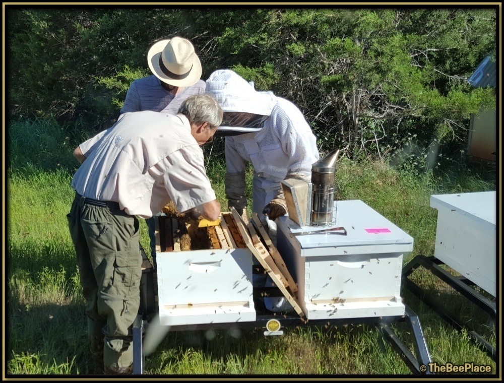 Beekeepers safely inspecting a managed honey bee colony