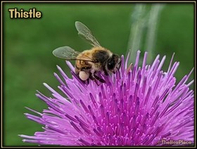 Wildflowers Image 11