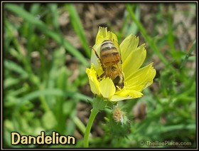 Wildflowers Image 12