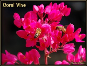 Wildflowers Image 14