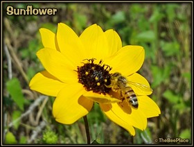 Wildflowers Image 21