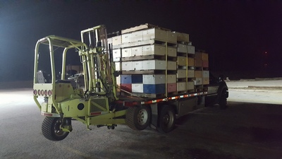 Bees Working Image 3