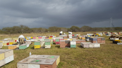 Bees Working Image 5
