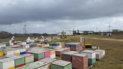 Bees Working Image 6