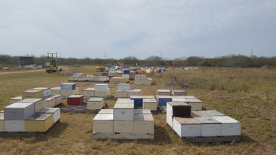 Bees Working Image 8