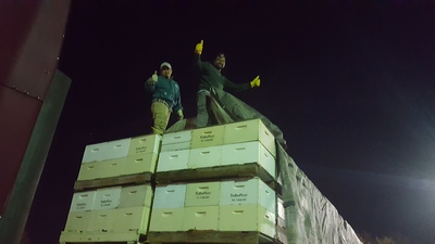 Bees Working Image 22