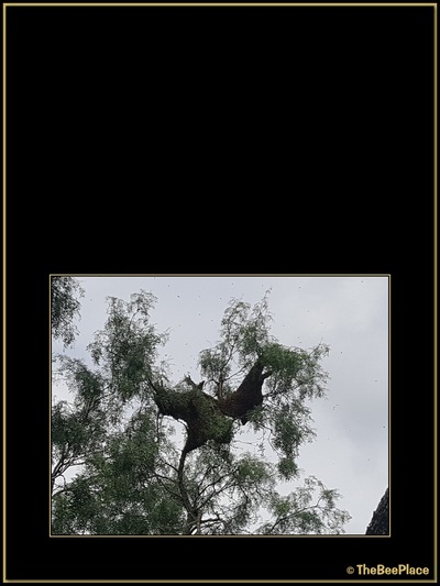 July Fourth Swarm Image 2