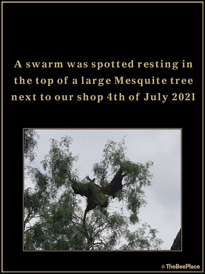 July Fourth Swarm Image 3