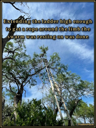 July Fourth Swarm Image 7