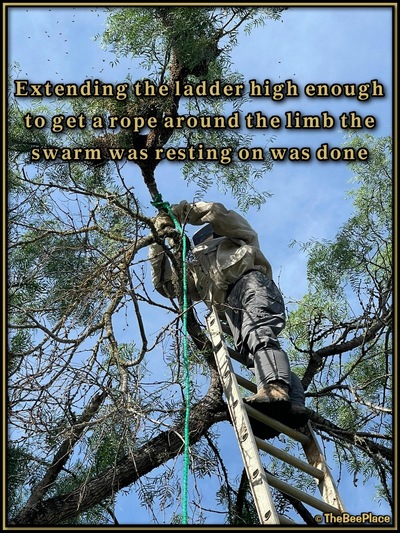 July Fourth Swarm Image 8