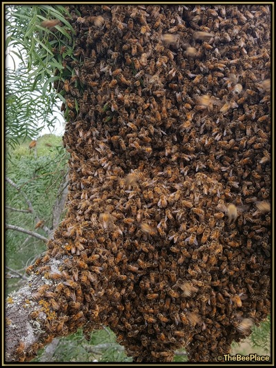 July Fourth Swarm Image 11