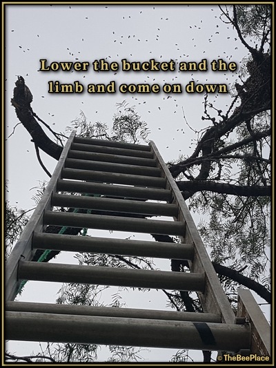 July Fourth Swarm Image 17