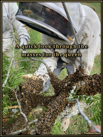 July Fourth Swarm Image 22