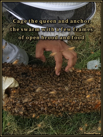 July Fourth Swarm Image 24