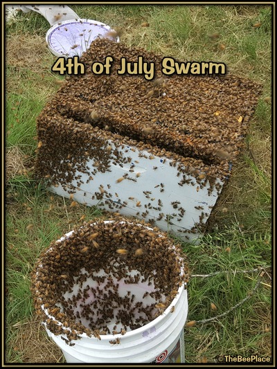 July Fourth Swarm Image 28
