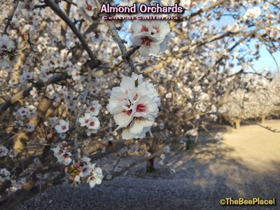 Almond Pollination Image 5