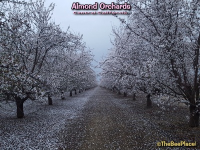 Almond Pollination Image 15
