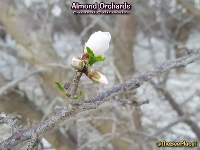 Almond Pollination Image 17