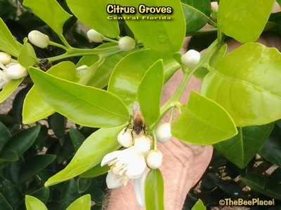 Citrus Groves Image 4