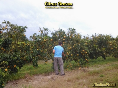 Citrus Groves Image 14