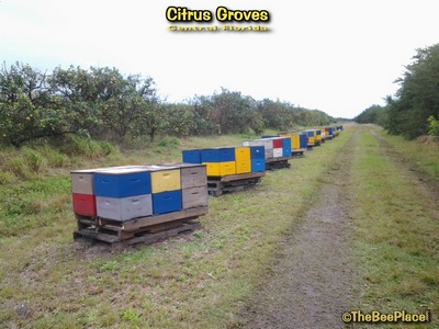 Citrus Groves Image 16