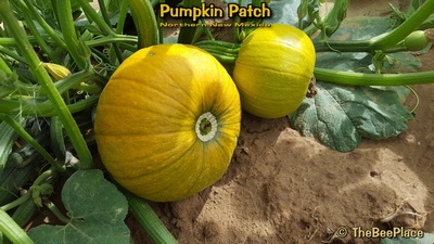 Pumpkin Patch Image 2
