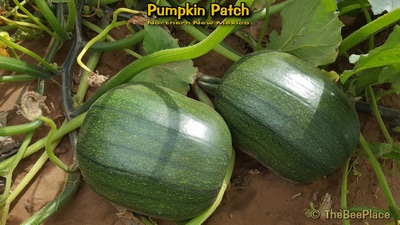 Pumpkin Patch Image 6