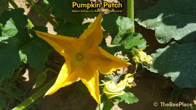 Pumpkin Patch Image 17
