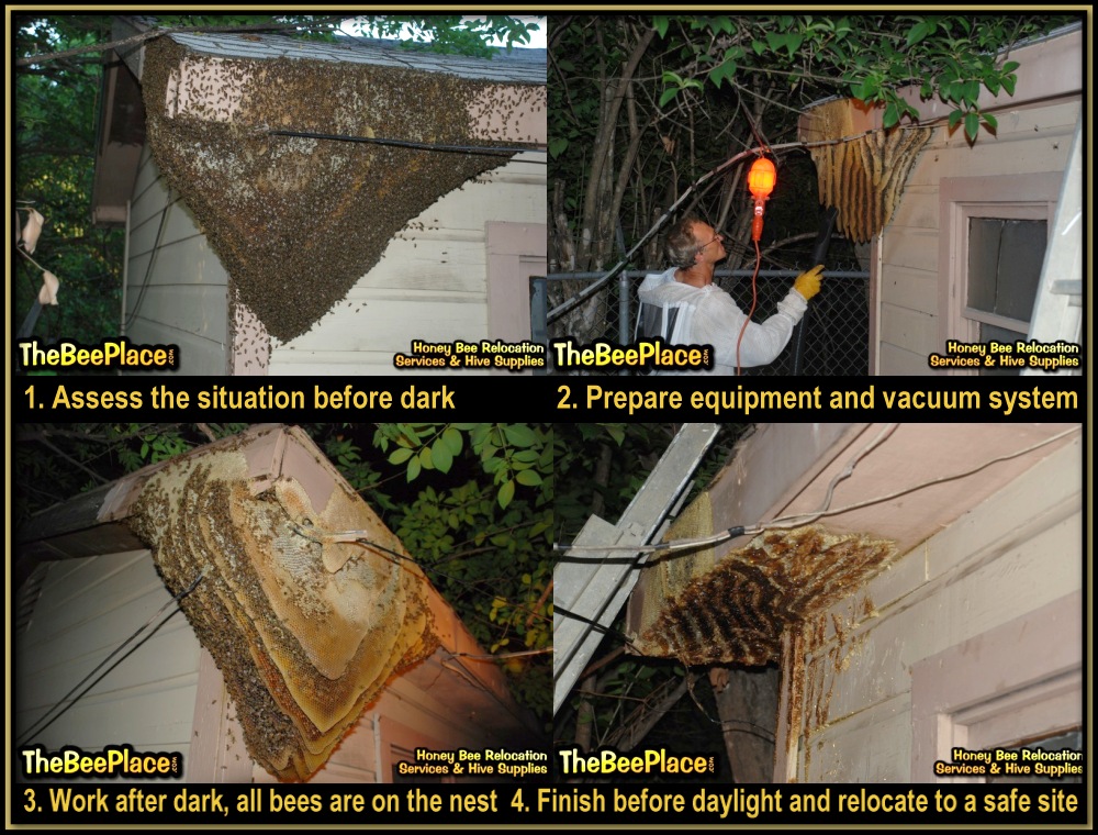 Open-air honey bee colony on building structure in San Antonio neighborhood and nighttime removal process showing comb, bees, and vacuum setup
