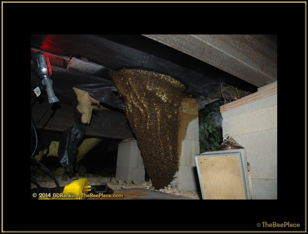 Bee Safety 03