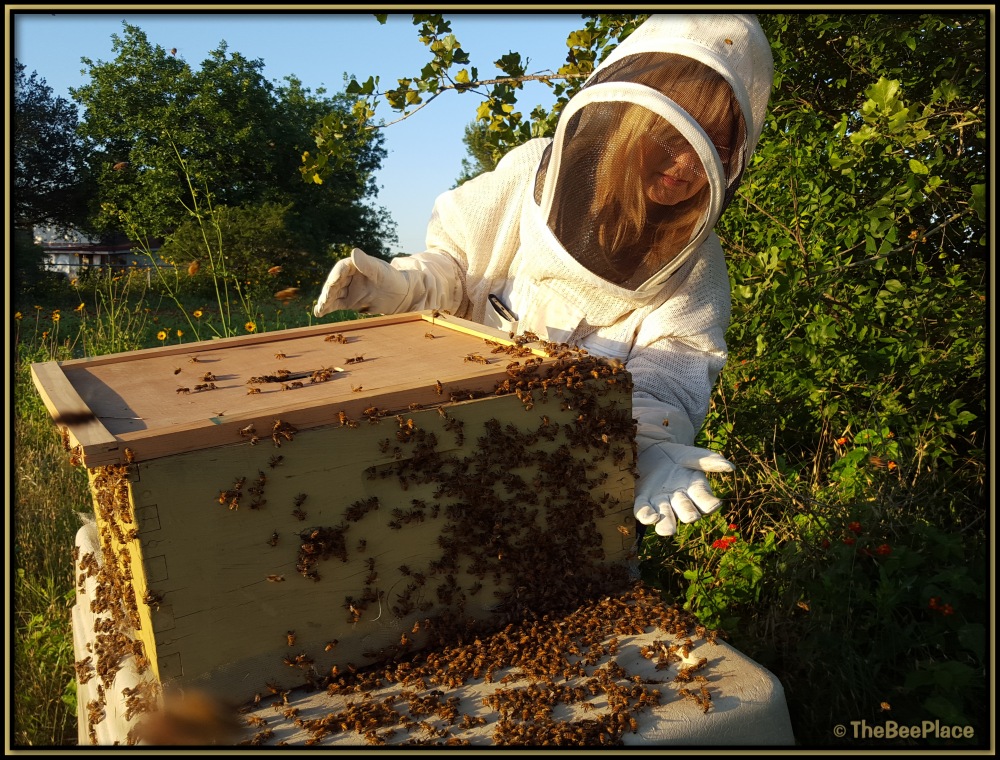 Bee Safety